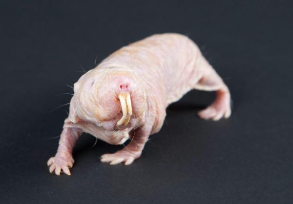 Do All Animals Feel Pain?
