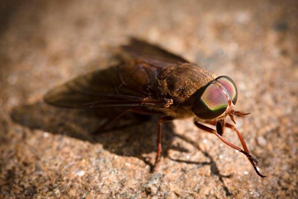 Why Do Flies Rub Their Hands Together? - Do all flies rub their hands together?