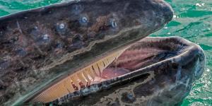 Do All Whales Have Teeth?