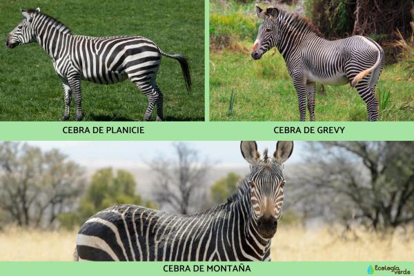 What Color Are Zebras? - Do all zebras have the same number of stripes?