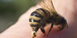 Do Bees Die After Stinging Someone?