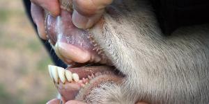 Do Cows Have Teeth on the Top of Their Mouth?