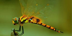 Do Dragonflies Bite or Sting?