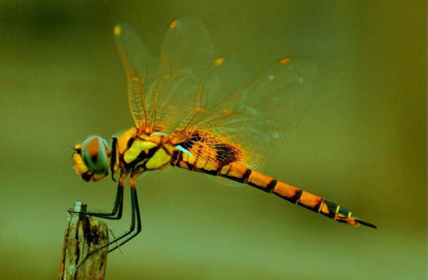 Do Dragonflies Bite or Sting?