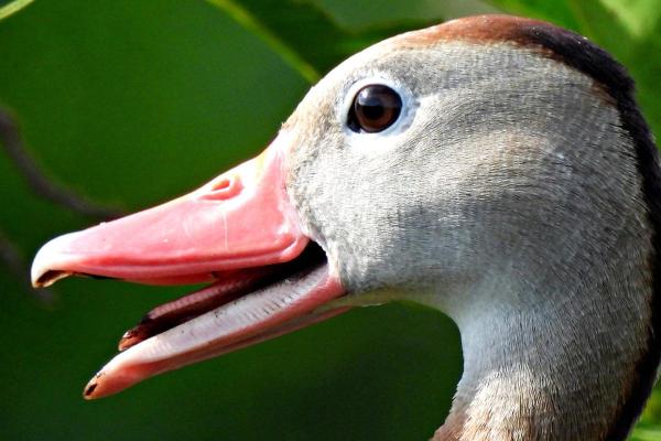 Do Ducks Have Teeth? - Do ducks have teeth?