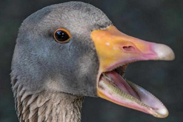 Do Ducks Have Teeth?