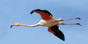 Do Flamingos Fly?