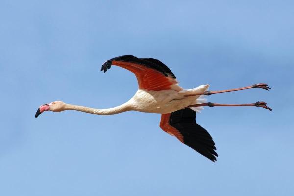 Do Flamingos Fly?