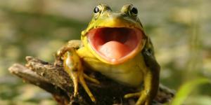 Do Frogs Have Teeth?