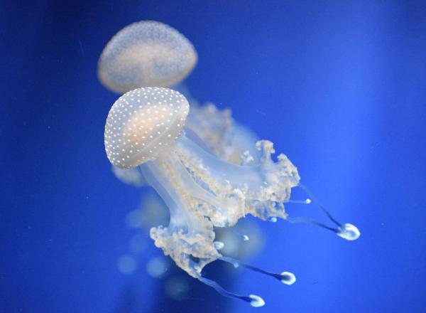 Do Jellyfish Have Brains? - Do jellyfish have brains?