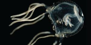 Do Jellyfish Have Eyes?