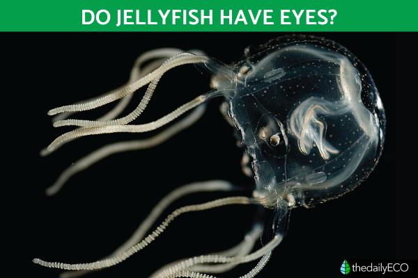 Do Jellyfish Have Eyes?