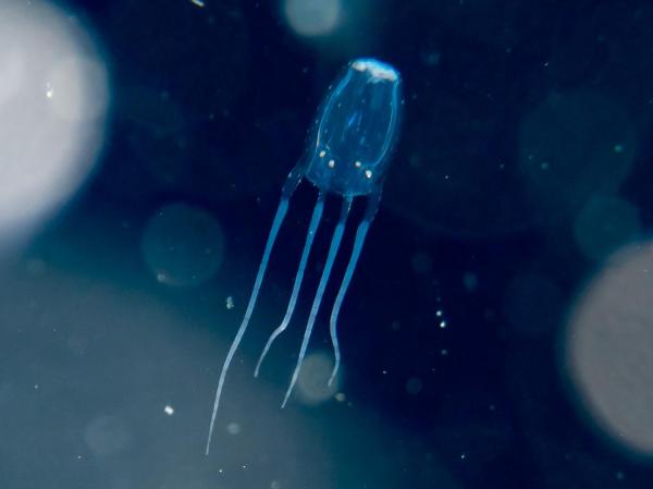 Do Jellyfish Have Eyes? - Do jellyfish have eyes - yes or no?