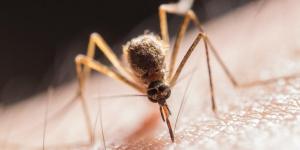 Do Mosquitoes Have Teeth?