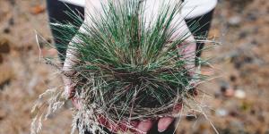 Do Plants Know When They Are Being Eaten?