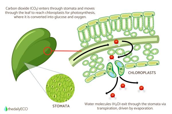 Where and How Plants Breathe - Do plants really breathe?