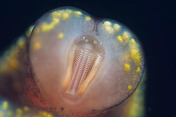 Do Snails Have Teeth?