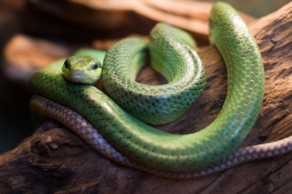 Does a Snake Have a Backbone? - Do snakes have a backbone?