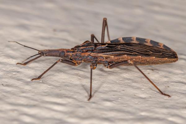 Can Bed Bugs Fly? - Do tropical bed bugs fly?