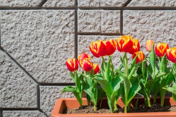 How to Care For Potted Tulips - Do tulips prefer sun or shade?