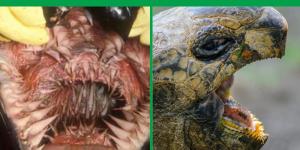 Do Turtles Have Teeth?