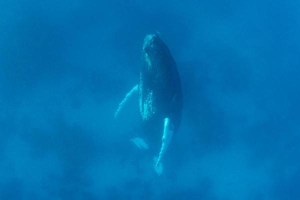 How Do Whales Sleep Without Drowning? - Do whales sleep?