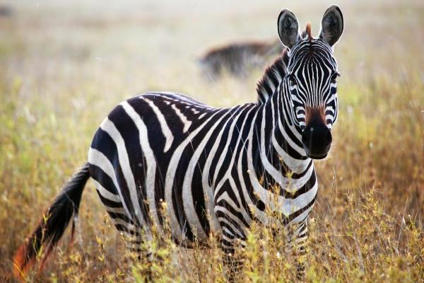 What Color Are Zebras? - Do zebras have striped skin or fur?