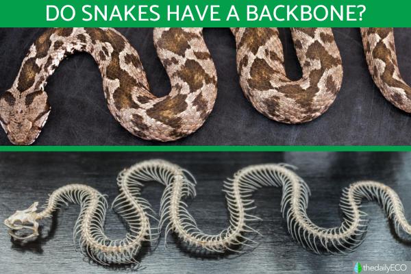 Does a Snake Have a Backbone?