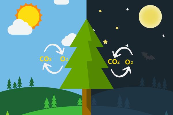 When Do Plants Breathe? - Does respiration in plants take place in day or night?