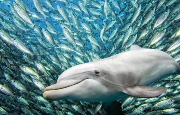 Types of Piscivorous Animals With Examples - Dolphins