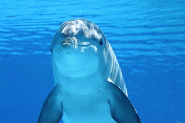 What Is Echolocation and What Animals Use It? - Dolphins and porpoises