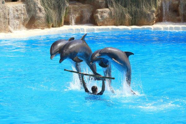 Are Dolphins Dangerous to Humans? - Dolphins have predatory instincts and aggression.