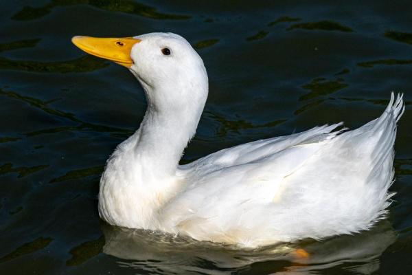 Different Types of Ducks - Domestic duck (Anas platyrhynchos domesticus)