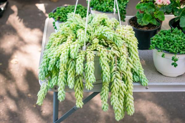 Hanging Plants for Outdoor Spaces - Donkey tail (Sedum morganianum)