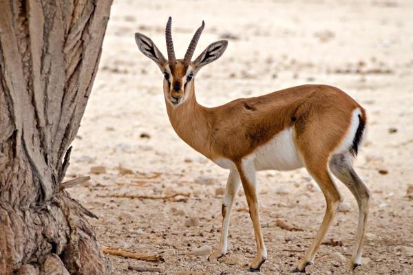 Different Gazelle Species - Dorcas gazelle (Gazella dorcas)