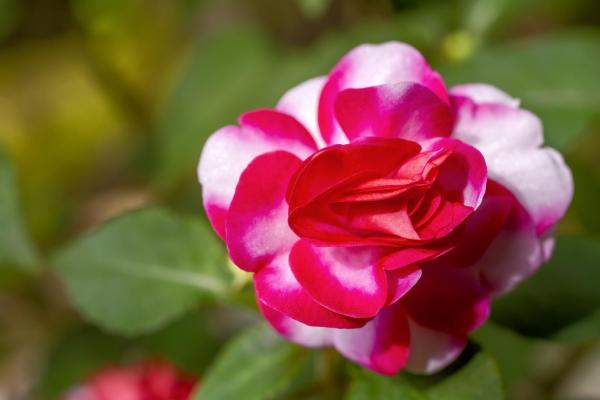 Flowers That Look Like Roses - Double impatiens