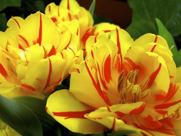 Flowers That Look Like Roses - Double tulip