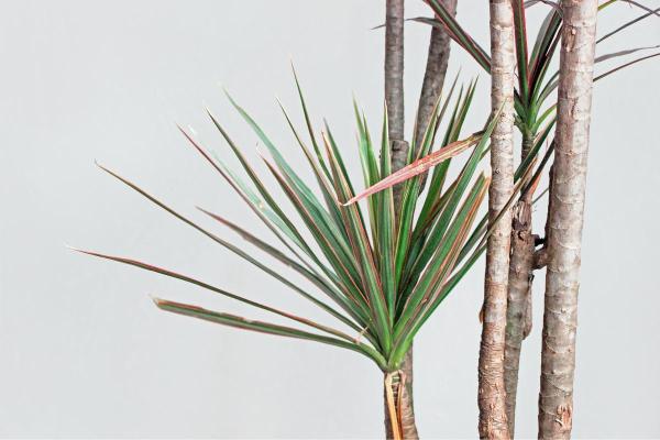 The Best Partial-Shade Plants - Dracaena