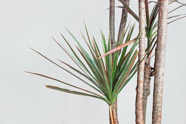 Large and Hardy Indoor Plants - Dragon tree (Dracaena marginata)