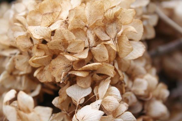 How to Dry Out Hydrangeas for Arrangements - Dry hydrangeas hanging upside down