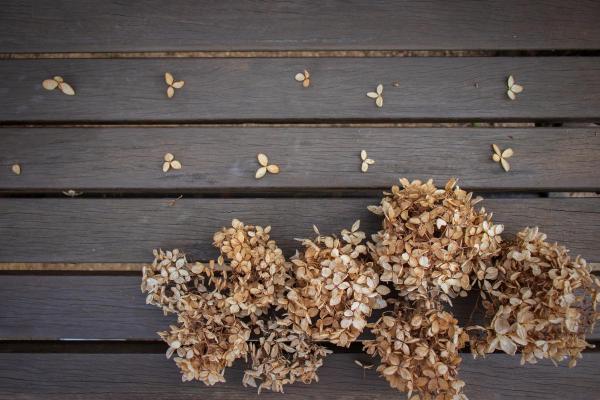 How to Dry Out Hydrangeas for Arrangements - Dry hydrangeas with glycerin