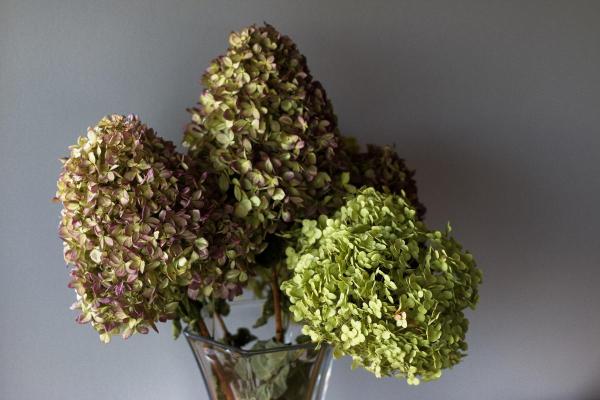 How to Dry Out Hydrangeas for Arrangements - Dry hydrangeas with water
