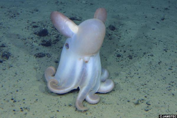 Different Types of Octopus Species - Dumbo octopus (Grimpoteuthis spp.)