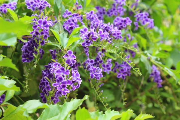 Flowers That Attract Hummingbirds - Duranta