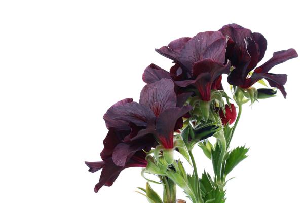 Plants With Black Flowers - Names and Photos - Dusky crane's-bill (Geranium phaeum)