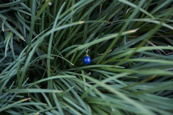 Winter Outdoor Plants for Pots - Dwarf lilyturf