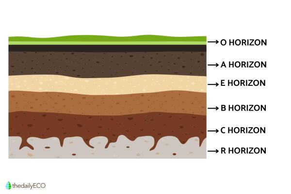 Horizon Layers of Soil - Soil Horizon Explanation - E soil horizon
