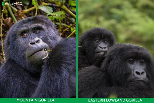 Different Types of Gorillas - Eastern gorilla
