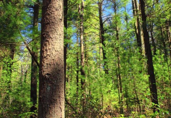 Different Types of Pine Trees - Eastern white pine (Pinus strobus)