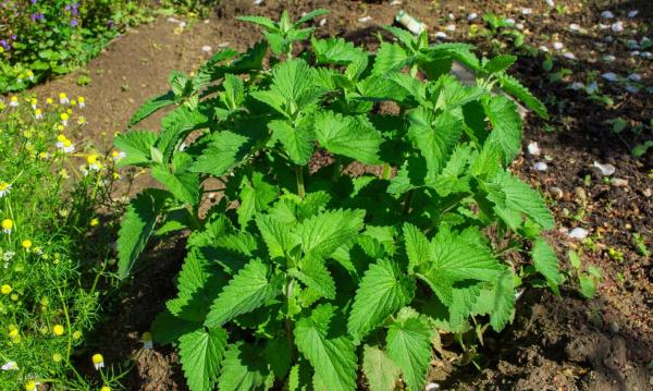 Different Types of Mint Plants - Eau de Cologne mint (Mentha citrata)